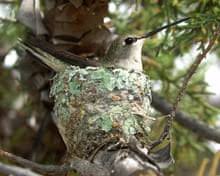 Attēlu rezultāti vaicājumam “Fringilla coelebs nest”