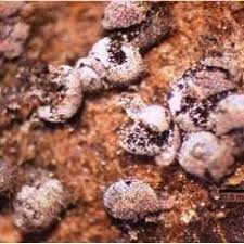 Attēlu rezultāti vaicājumam “Symphytocarpus impexus spores”