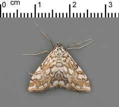 Attēlu rezultāti vaicājumam “Elophila nymphaeata”