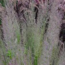 Attēlu rezultāti vaicājumam “Calamagrostis purpurea”