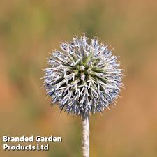 Image result for Echinops spaerocephalus