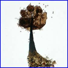 Attēlu rezultāti vaicājumam “Barbeyella minutissima”