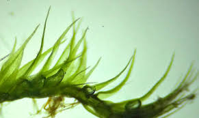 Attēlu rezultāti vaicājumam “Rhynchostegiella tenella macro”