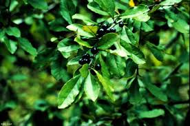 Attēlu rezultāti vaicājumam “Aronia melanocarpa leaf”