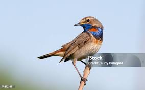 Attēlu rezultāti vaicājumam “Luscinia svecica”