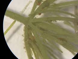 Attēlu rezultāti vaicājumam “Chara globularis”