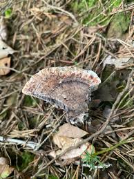 Attēlu rezultāti vaicājumam “Hydnellum sp.”