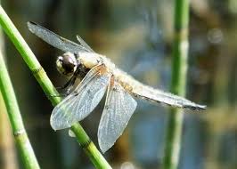 Attēlu rezultāti vaicājumam “Libellula quadrimaculata imago”