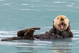 Image result for Worthing Otters