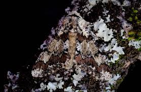 Attēlu rezultāti vaicājumam “Biston strataria”