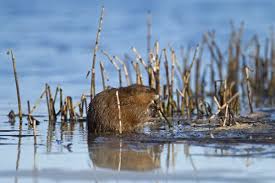 Attēlu rezultāti vaicājumam “Ondatra zibethicus”