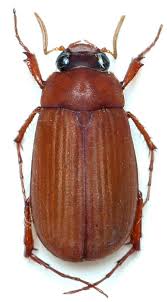 Attēlu rezultāti vaicājumam “Serica brunnea”