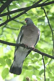 Attēlu rezultāti vaicājumam “Columba palumbus adult”