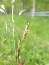 Attēlu rezultāti vaicājumam “Helictotrichon pratense”