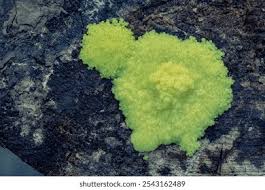 Attēlu rezultāti vaicājumam “Stemonitis flavogenita macro”