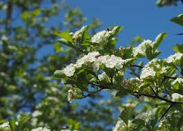 Attēlu rezultāti vaicājumam “Crataegus macracantha flower”