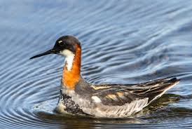 Attēlu rezultāti vaicājumam “Phalaropus lobatus”