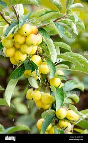 Attēlu rezultāti vaicājumam “Malus x zumi fruit”