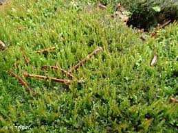 Attēlu rezultāti vaicājumam “Odontoschisma denudatum”