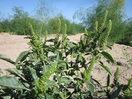 Attēlu rezultāti vaicājumam “Amaranthus retroflexus flower”