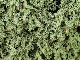 Attēlu rezultāti vaicājumam “Cladonia parasitica”