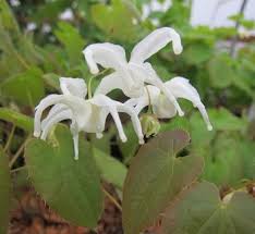 Attēlu rezultāti vaicājumam “Epimedium alpinum”