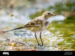 Image result for Motacilla alba