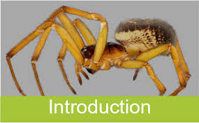 Attēlu rezultāti vaicājumam “Neottiura bimaculata female”