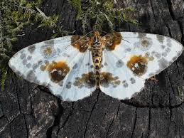 Attēlu rezultāti vaicājumam “Abraxas sylvata imago”