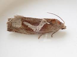 Attēlu rezultāti vaicājumam “Epiblema foenella”