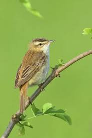 Attēlu rezultāti vaicājumam “Acrocephalus schoenobaenus adult”
