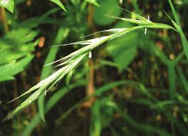 Attēlu rezultāti vaicājumam “Brachypodium sylvaticum flower”