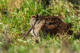 Attēlu rezultāti vaicājumam “Scolopax rusticola juvenile”