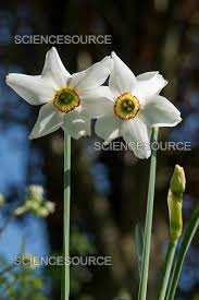 Attēlu rezultāti vaicājumam “Narcissus poeticus”