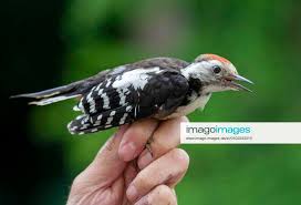 Attēlu rezultāti vaicājumam “Dendrocopos medius”