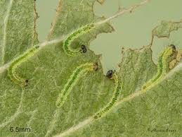 Attēlu rezultāti vaicājumam “Ptilodon capucina larva”