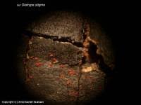 Attēlu rezultāti vaicājumam “Nectria episphaeria”