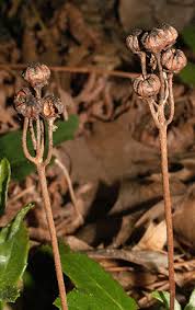 Attēlu rezultāti vaicājumam “Chimaphila umbellata fruit”