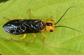 Attēlu rezultāti vaicājumam “Acantholyda posticalis”