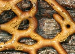 Attēlu rezultāti vaicājumam “Hemitrichia serpula macro”