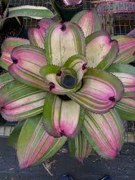 Attēlu rezultāti vaicājumam “Arcyria imperialis stalked”