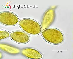 Attēlu rezultāti vaicājumam “Lemanea fluviatilis”