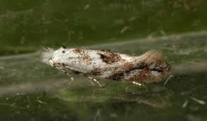 Attēlu rezultāti vaicājumam “Bucculatrix rhamniella”