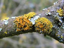 Attēlu rezultāti vaicājumam “Xanthoria polycarpa”