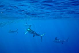 Image result for Makaira nigricans