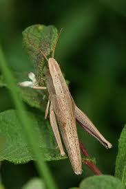 Attēlu rezultāti vaicājumam “Chrysochraon dispar”