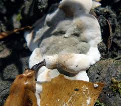 Attēlu rezultāti vaicājumam “Kretzschmaria deusta”