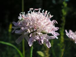 Attēlu rezultāti vaicājumam “Knautia arvensis bud”