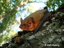 Attēlu rezultāti vaicājumam “Nyctalus noctula”