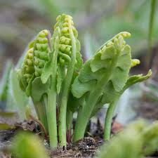 Attēlu rezultāti vaicājumam “Botrychium lunaria”